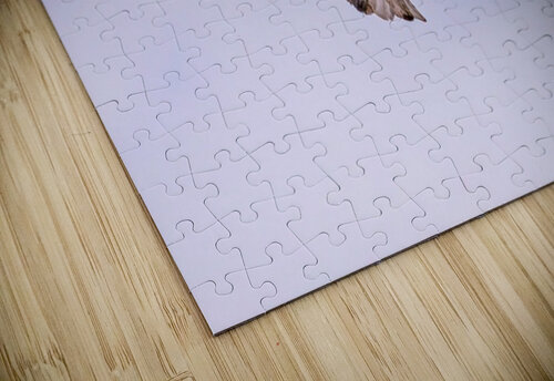 Bald Eagle 3 Ilana Vargulich puzzle