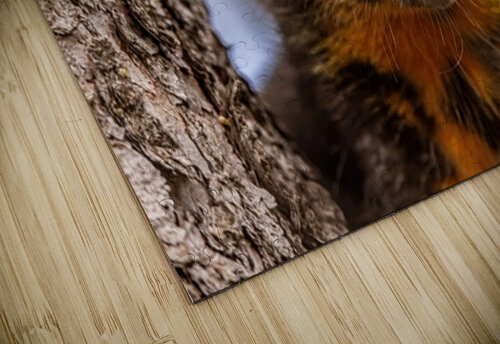 Pine Marten Portrait Ilana Vargulich puzzle