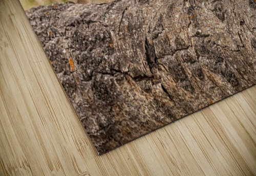 Pine Marten 2 Ilana Vargulich puzzle