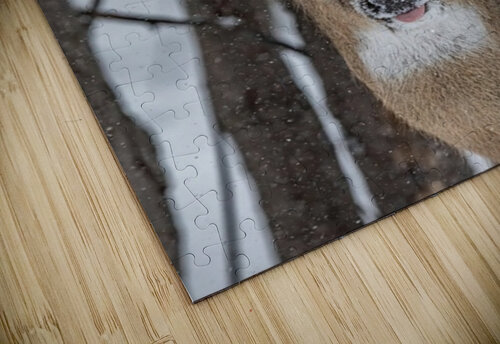 Big Buck Ilana Vargulich puzzle