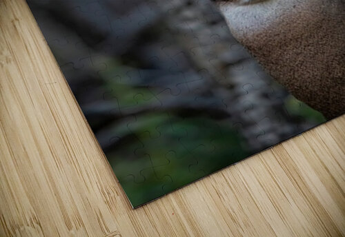 Big Buck 2 Ilana Vargulich puzzle