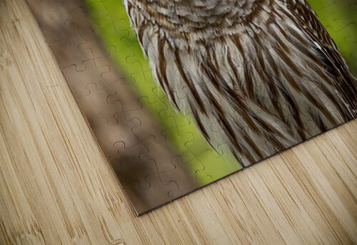 Barred Owl Ilana Vargulich puzzle