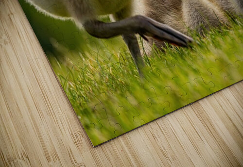 Goslings Ilana Vargulich puzzle