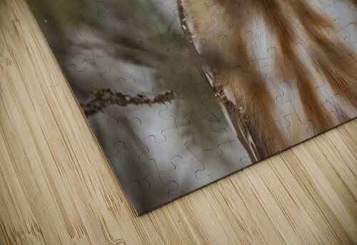 Saw Whet Owl 5 Ilana Vargulich puzzle