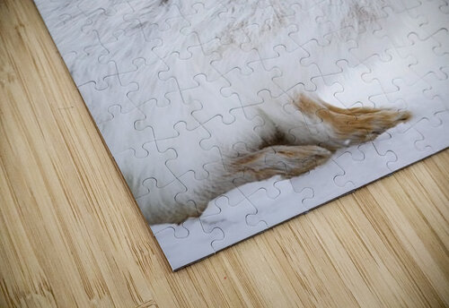 Jack Rabbit Ilana Vargulich puzzle