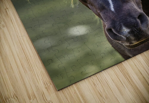 Horse Portrait Ilana Vargulich puzzle