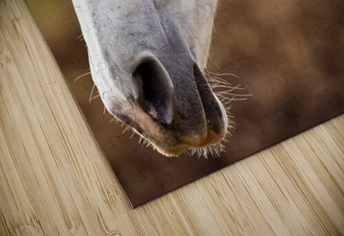 Horse Portrait 2 Ilana Vargulich puzzle