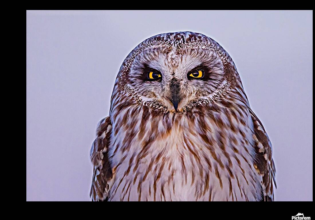 SEO Sunset Reproduction