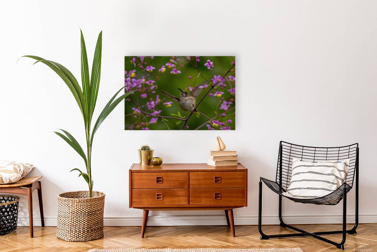 Hummingbird in Flower Frame Reproduction