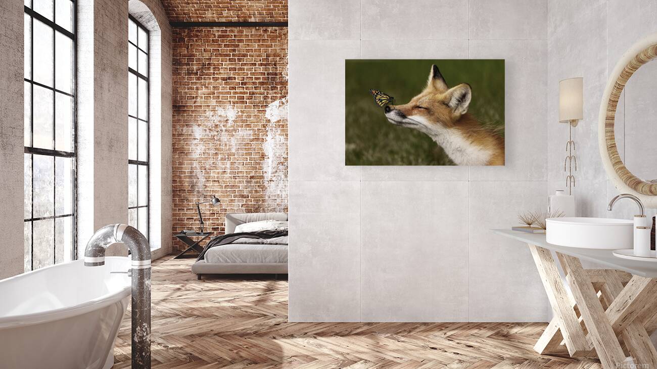 Red Fox with Butterfly Reproduction