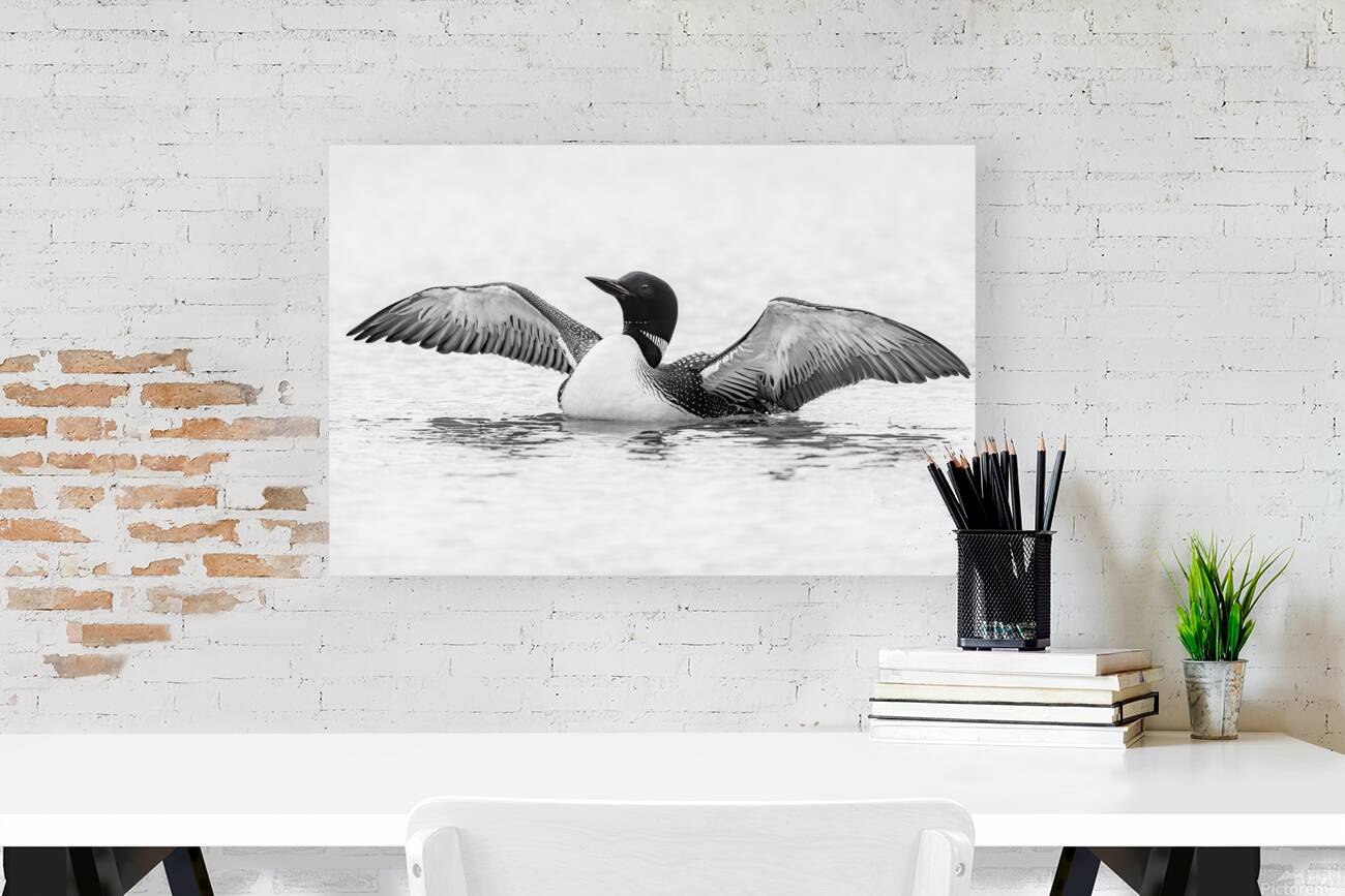 Loon BW Reproduction