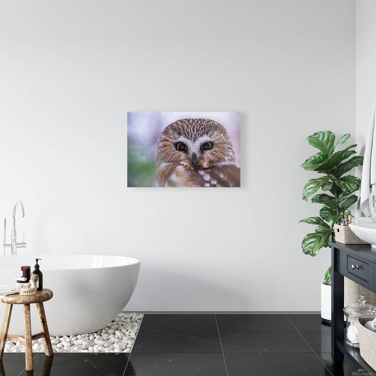 Saw Whet Owl Reproduction