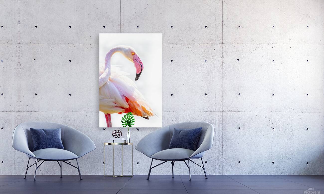 Wild Pink Flamingo Reproduction