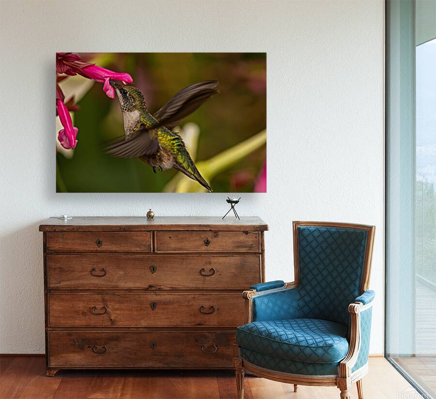 Hummingbird 2 Reproduction