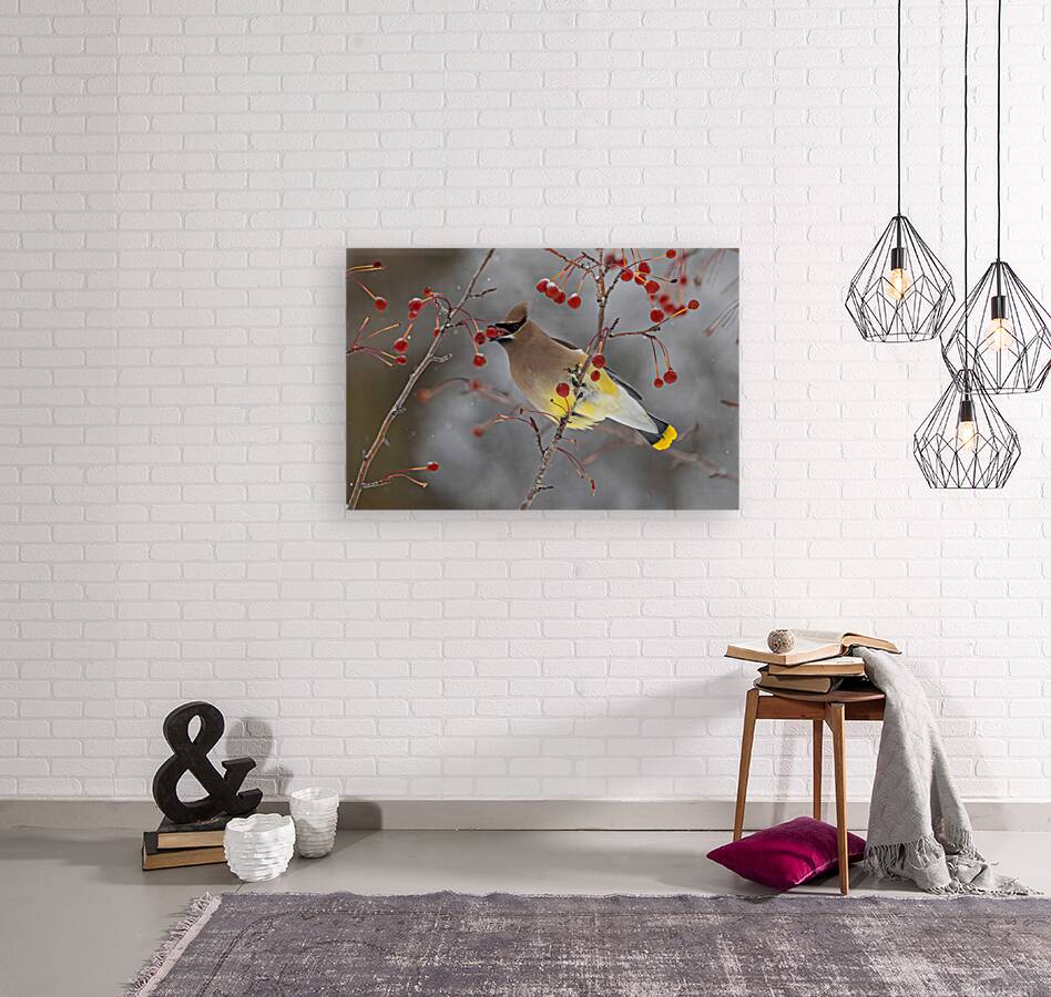 Waxwing Reproduction