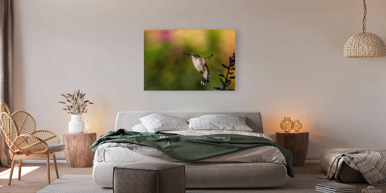 Hummingbird 3 Reproduction