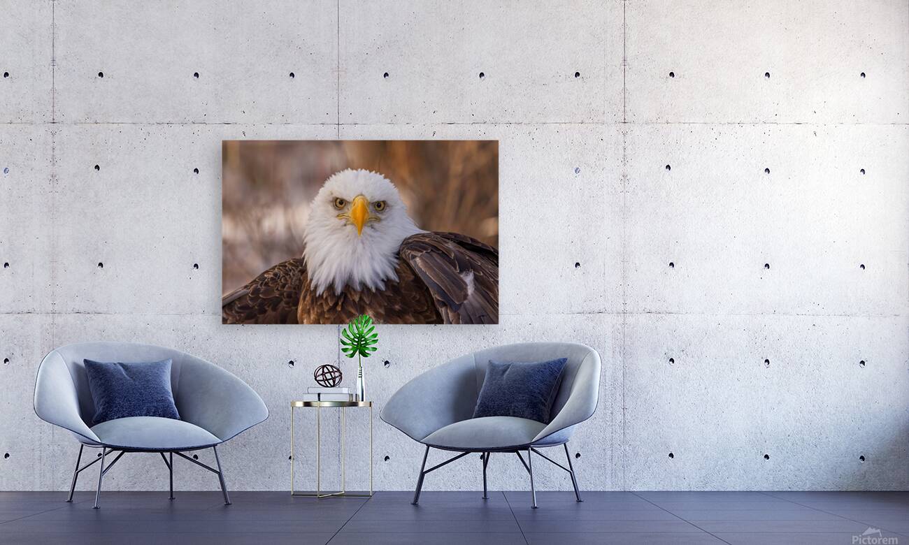Bald Eagle Portrait Reproduction
