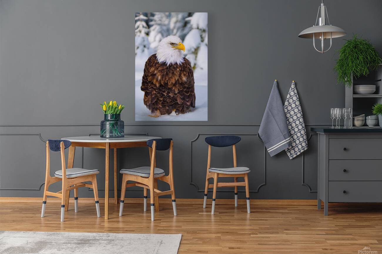 Bald Eagle Winter Reproduction