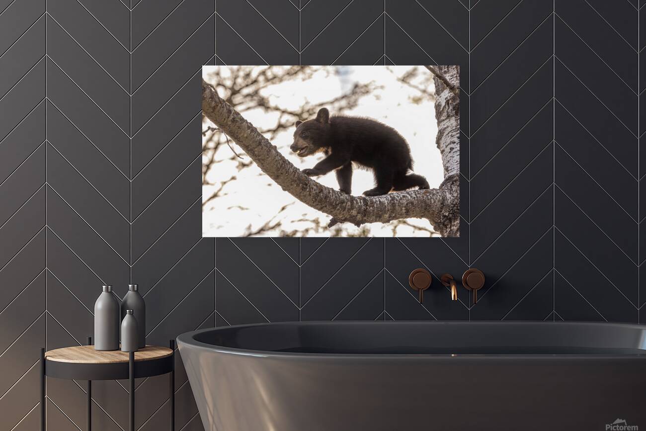 Black Bear Cub 2 Reproduction