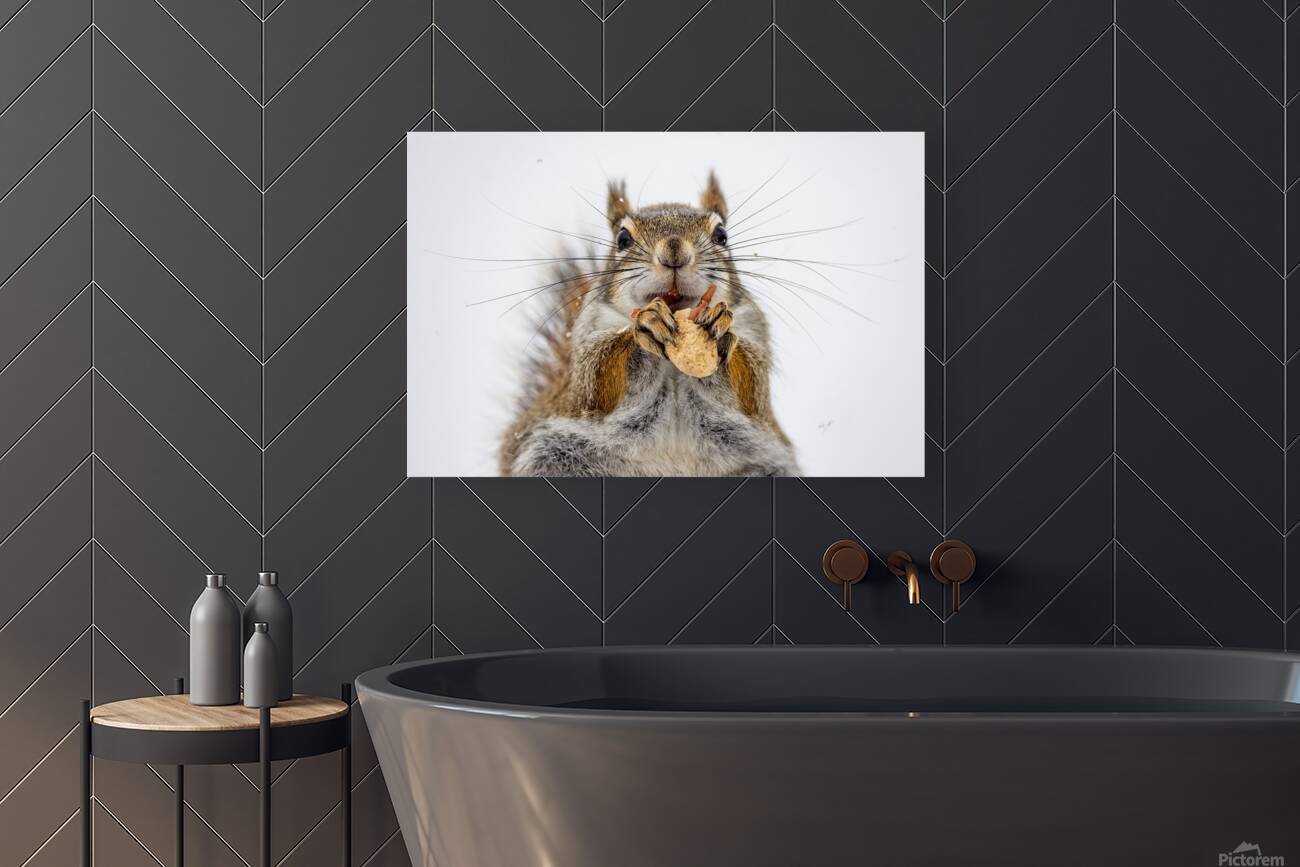 Red Squirrel Reproduction