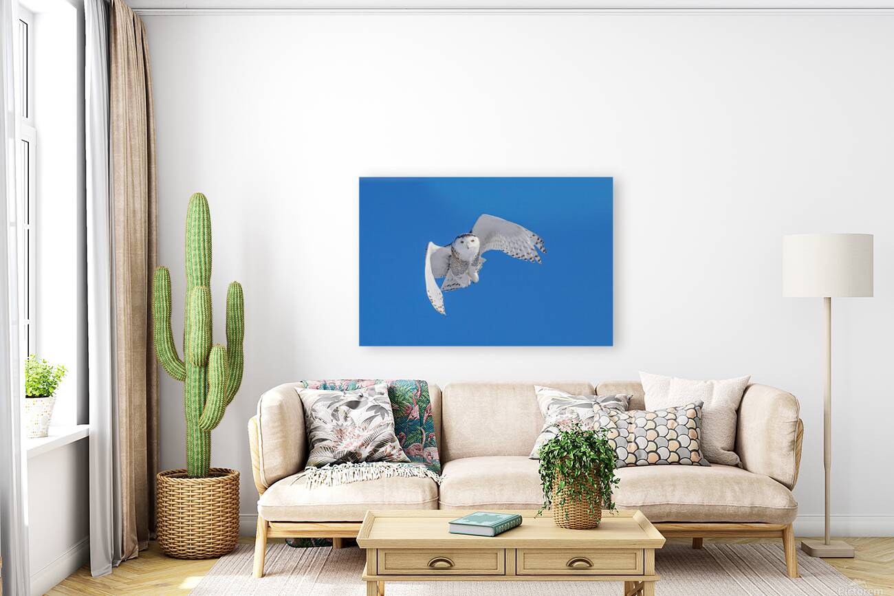 Snowy Owl Reproduction