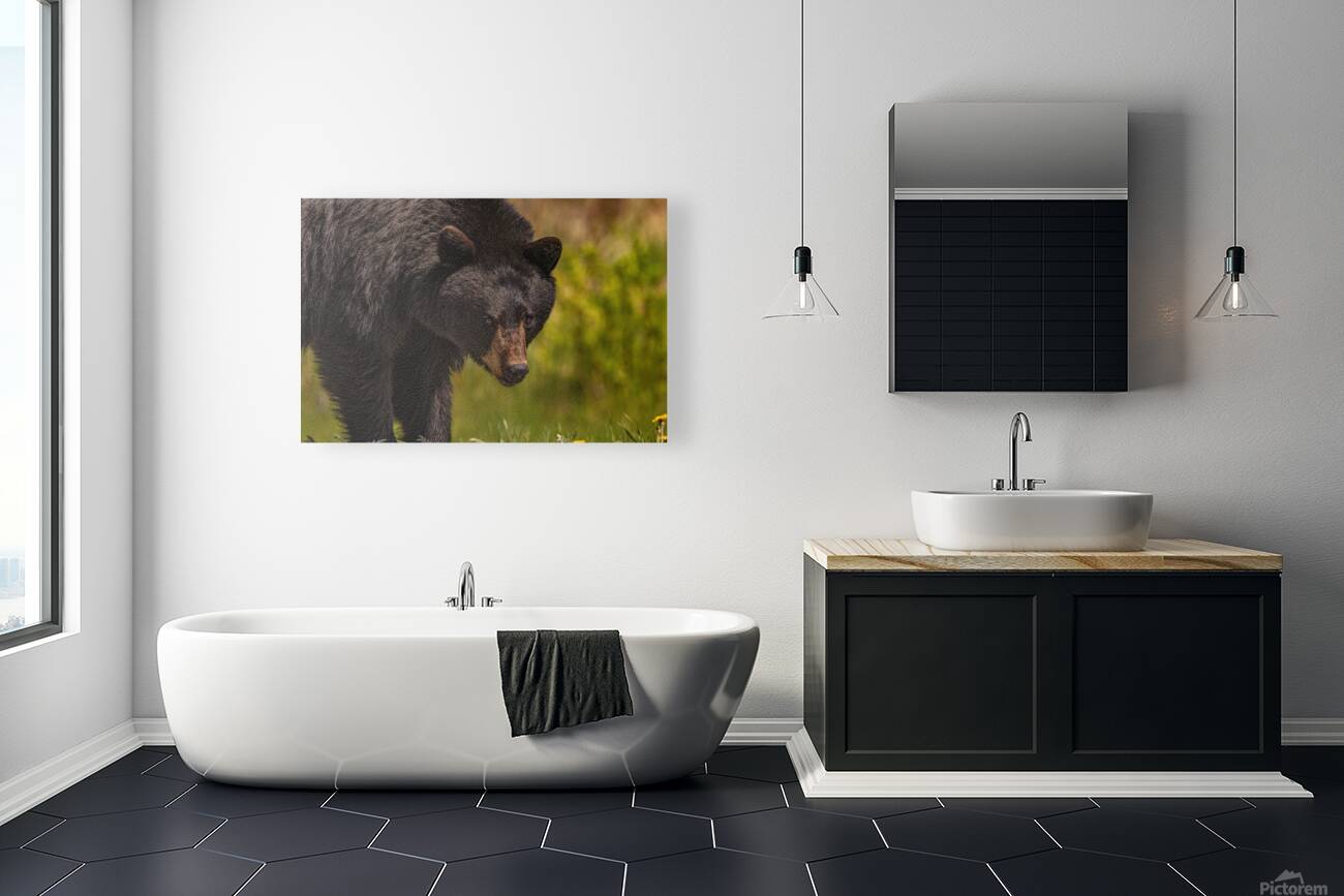 Black Bear Reproduction