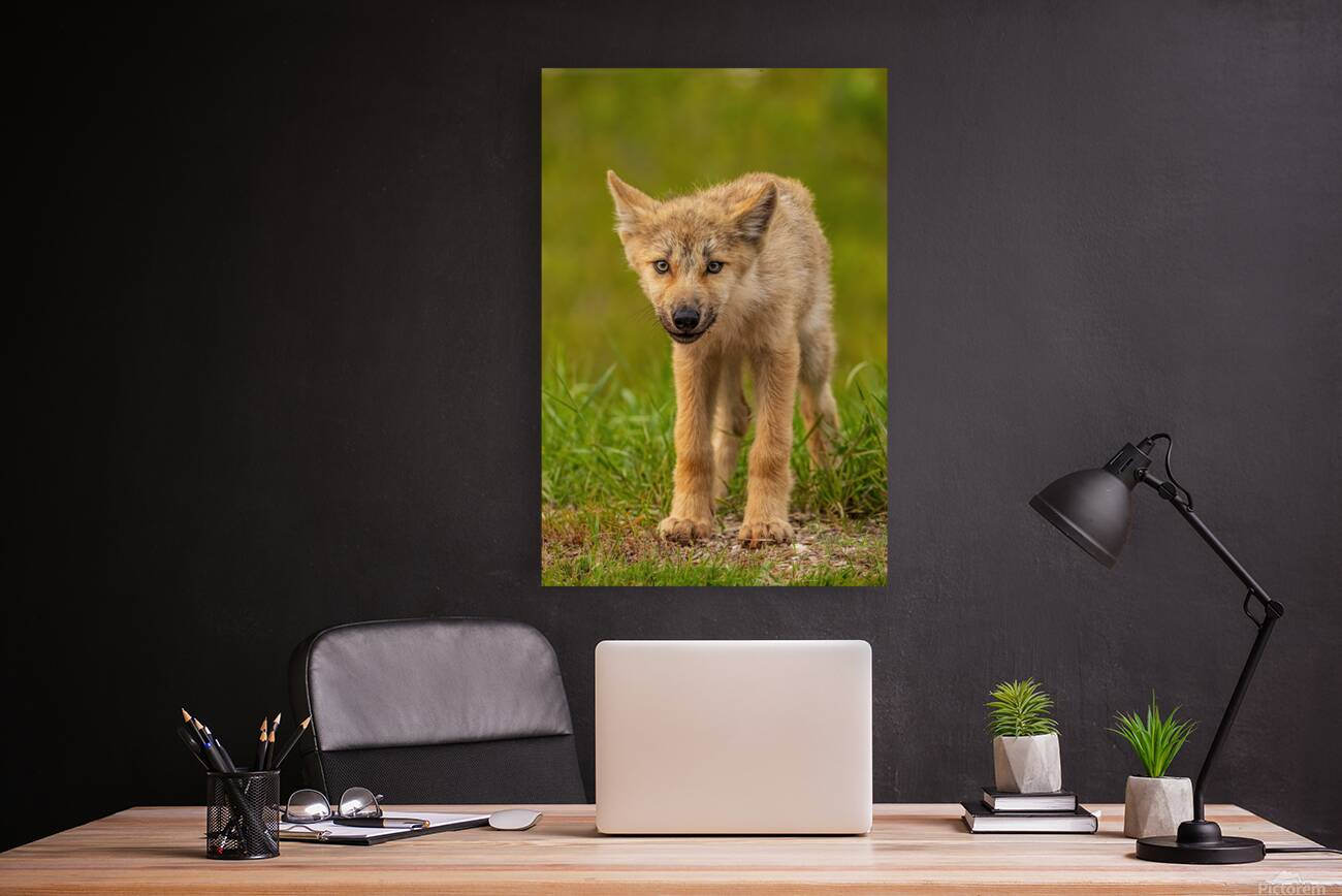 Wolf Pup 2 Reproduction