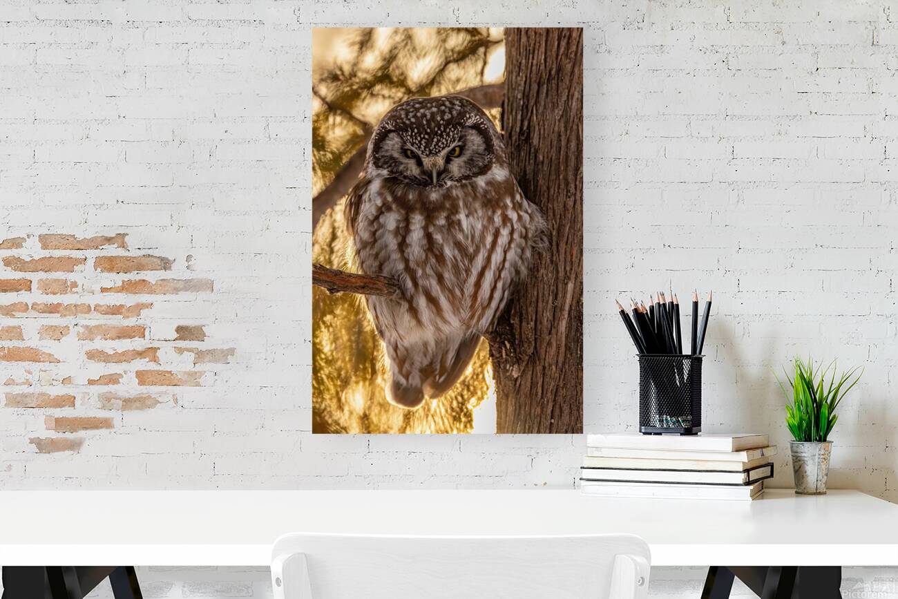 Boreal Owl Reproduction