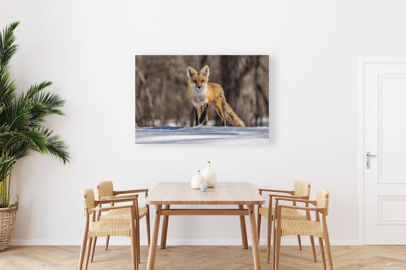 Red Fox Mother Reproduction