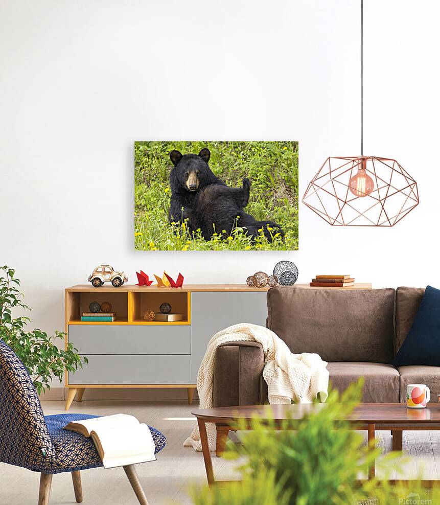 Black Bear Relax  Reproduction