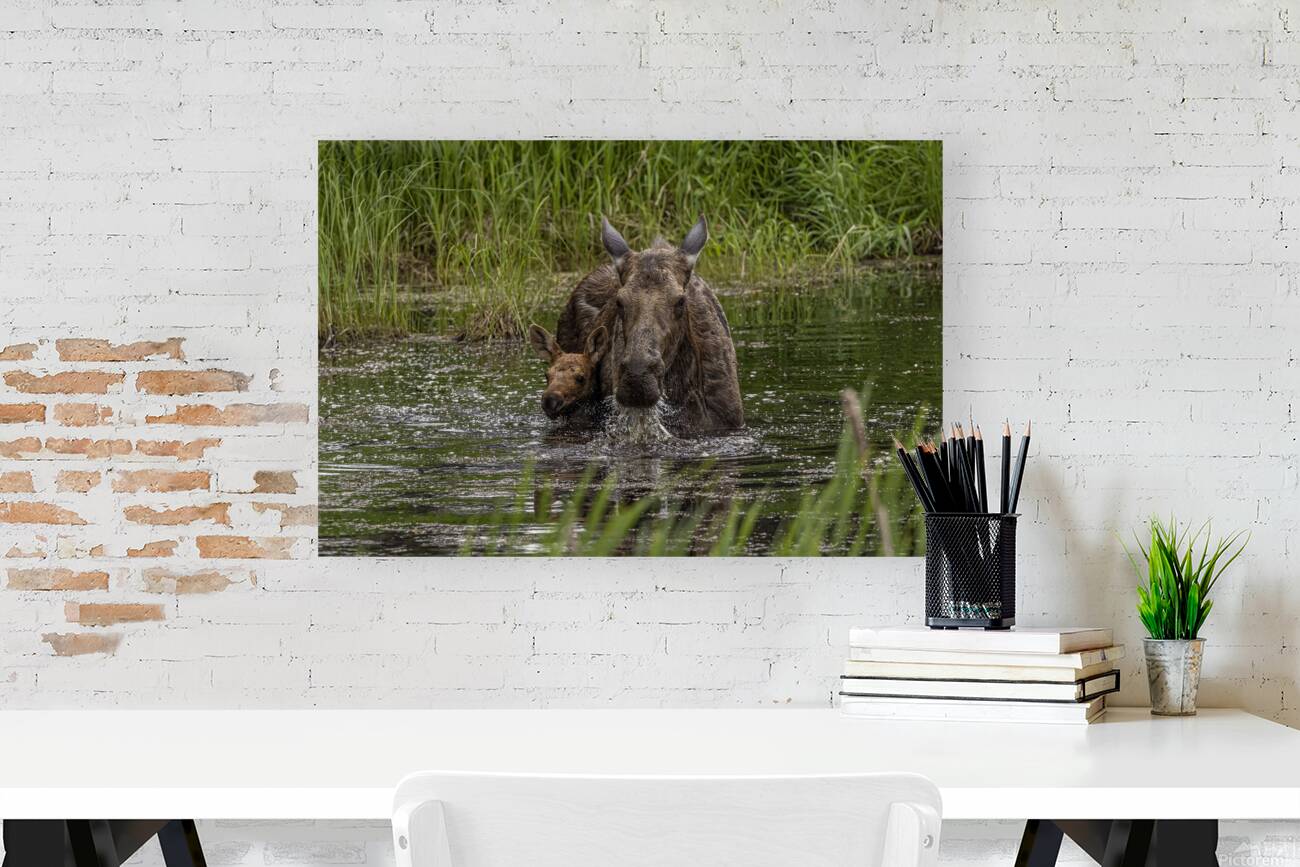 Moose Calf and Mom Reproduction