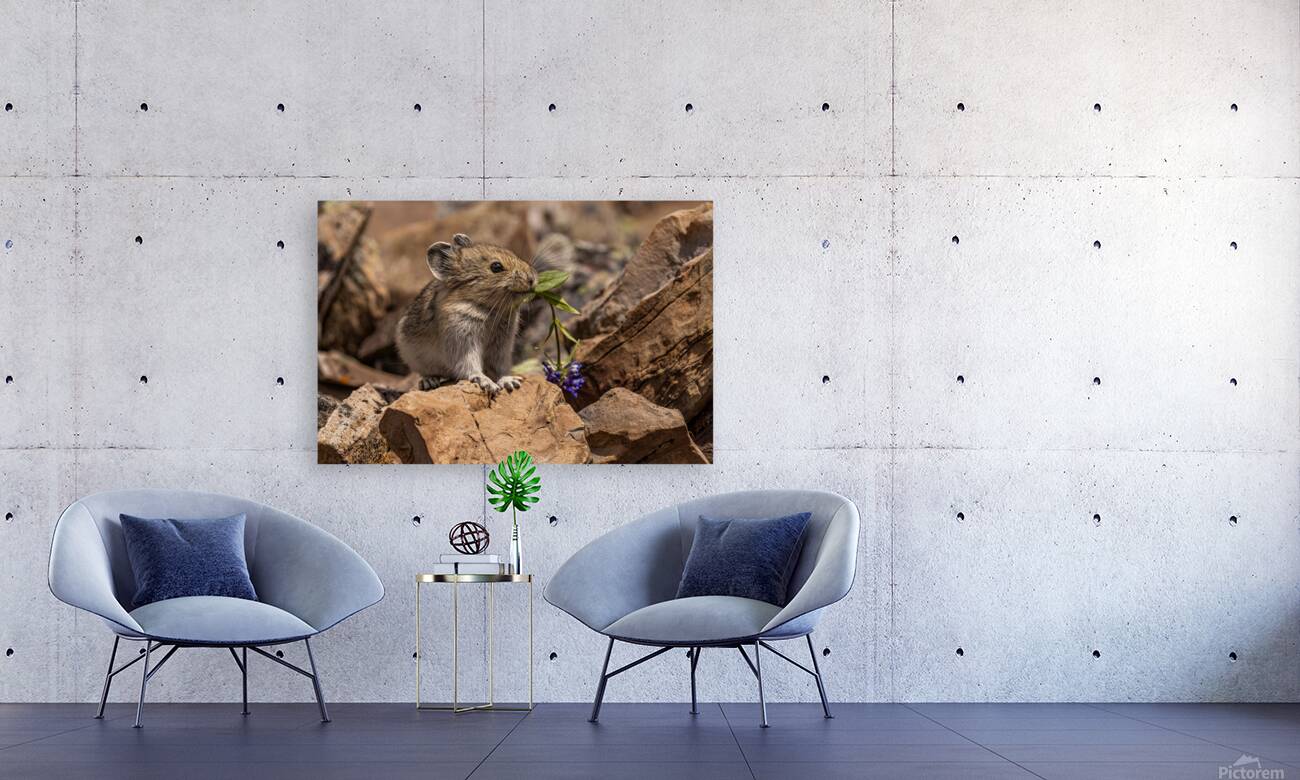 Cute Pika Reproduction