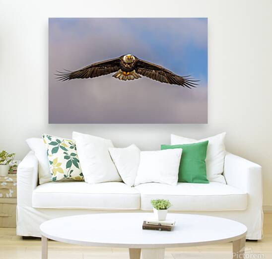 Bald Eagle 2 Reproduction