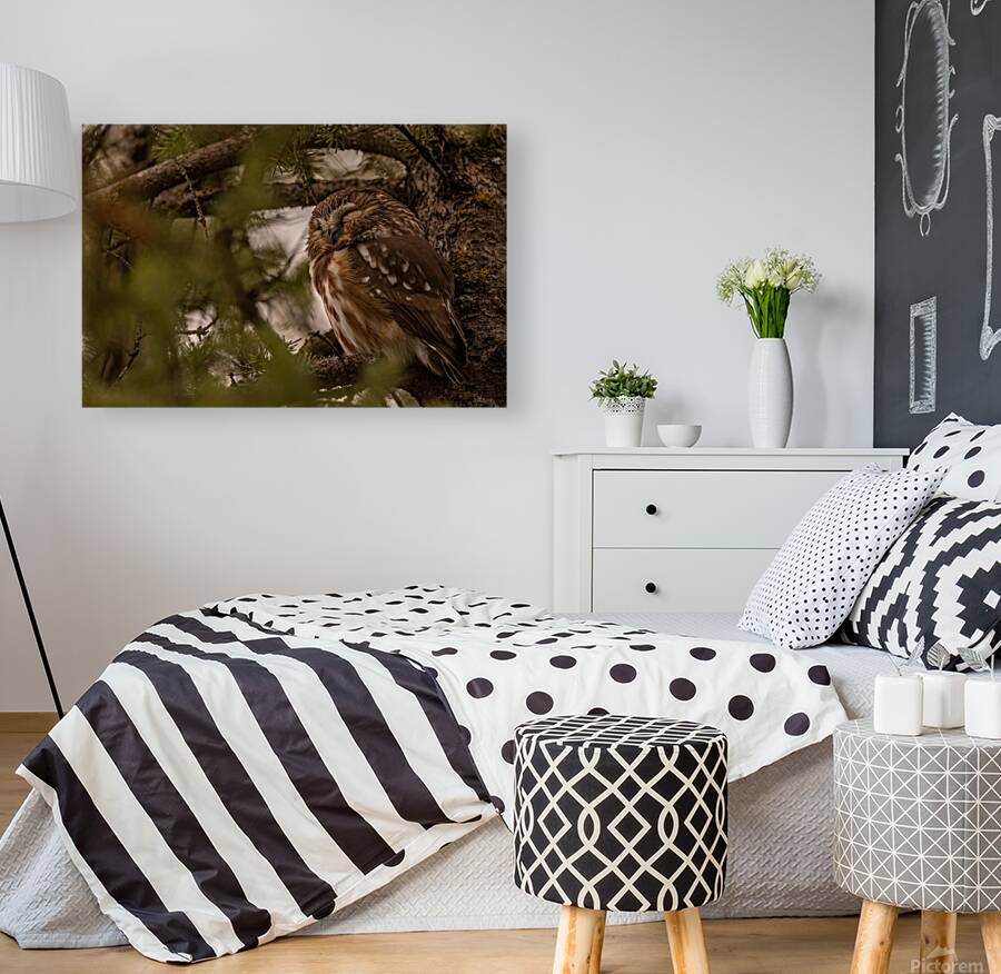 Saw Whet Owl 2 Reproduction