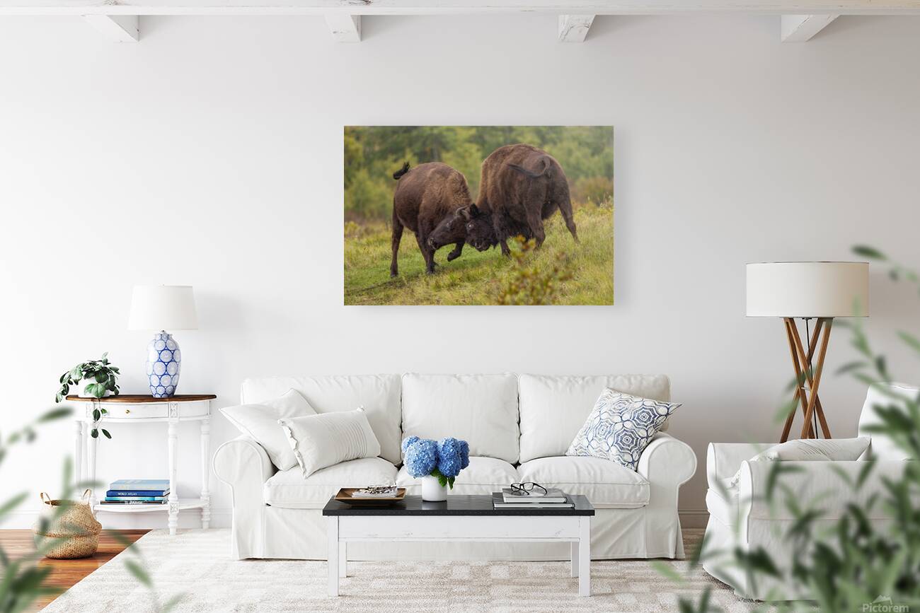 Bison Fight Reproduction