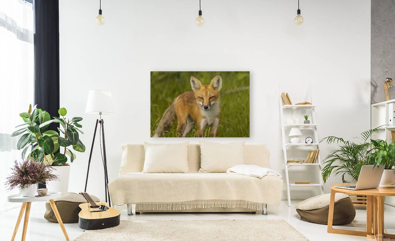 Red Fox Reproduction