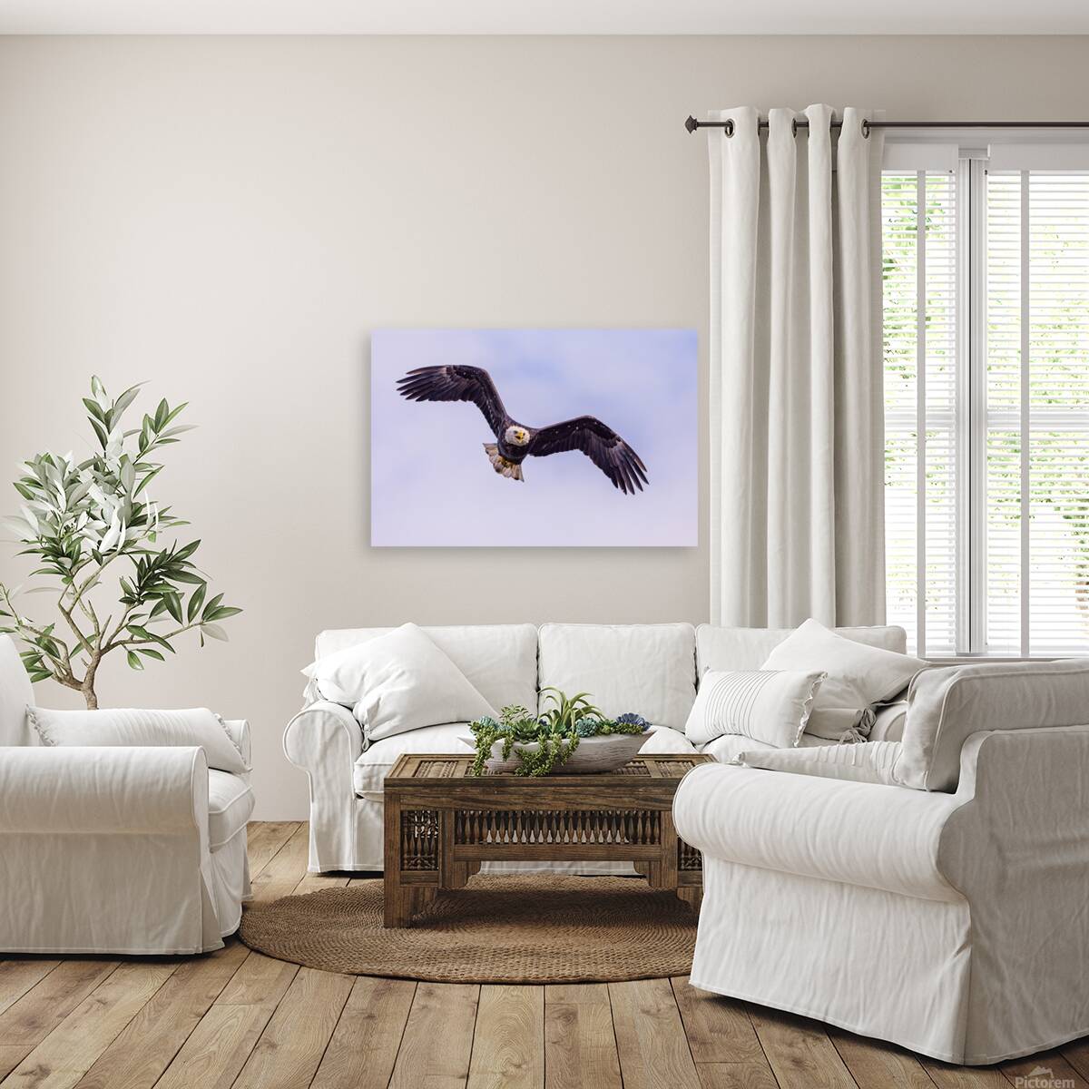 Bald Eagle 3 Reproduction