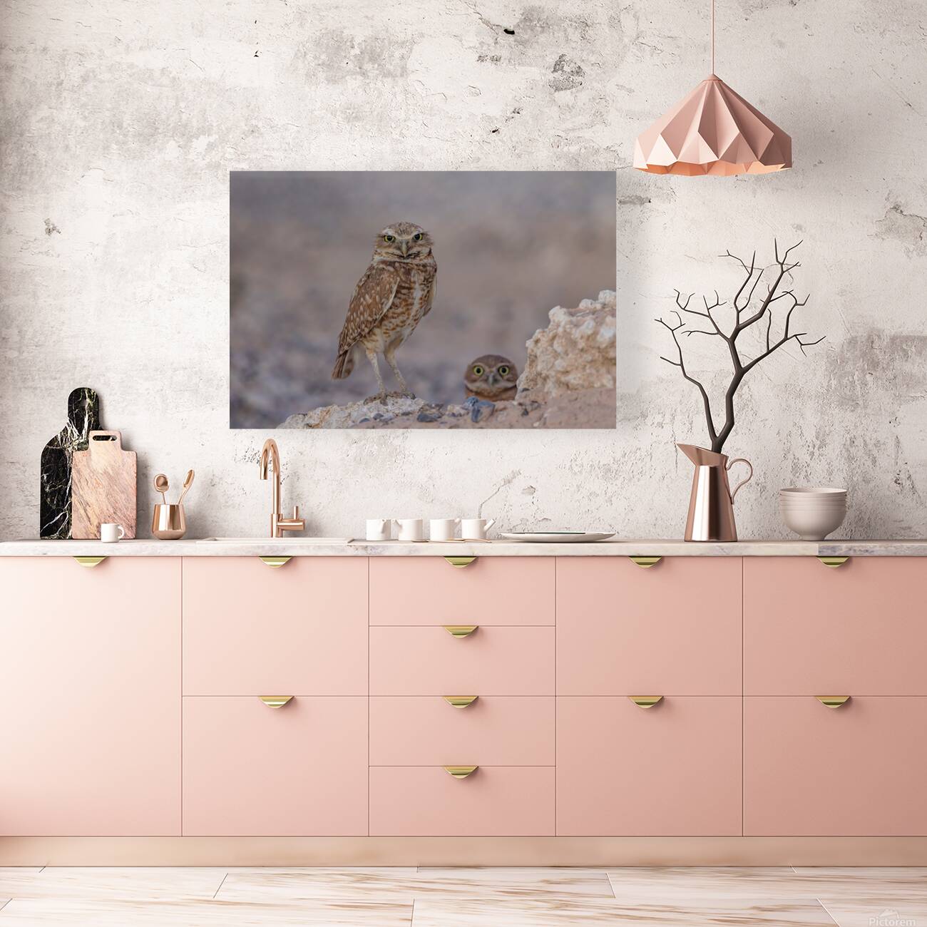 Burrowing Owl Reproduction