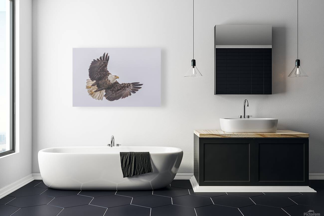 Bald Eagle 4 Reproduction