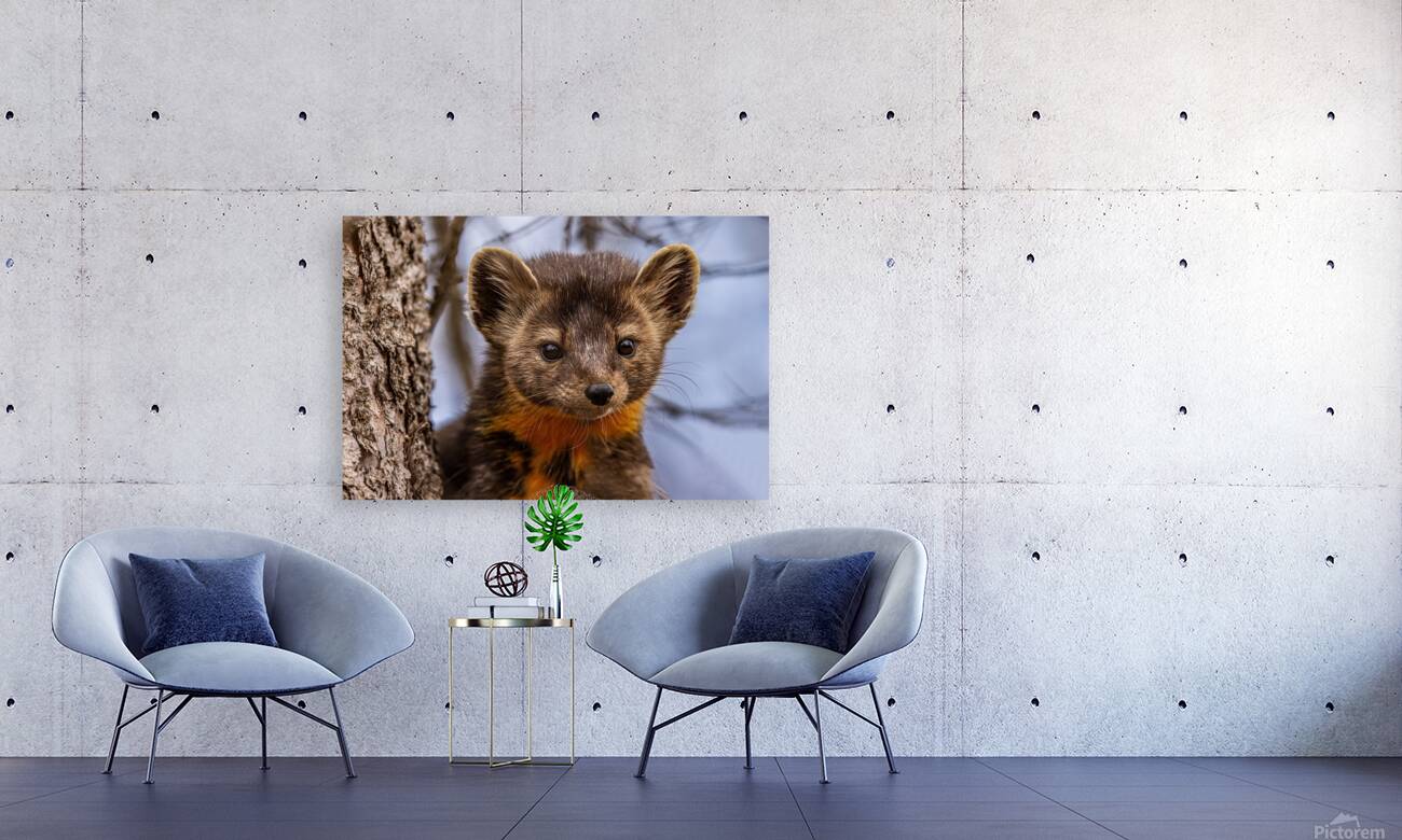 Pine Marten Portrait Reproduction