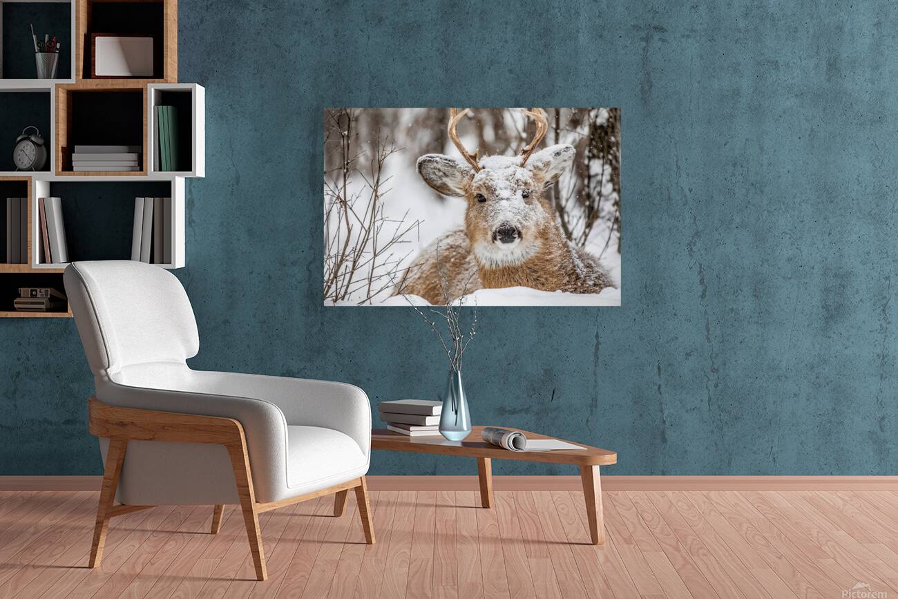 Buck under the Snow Reproduction
