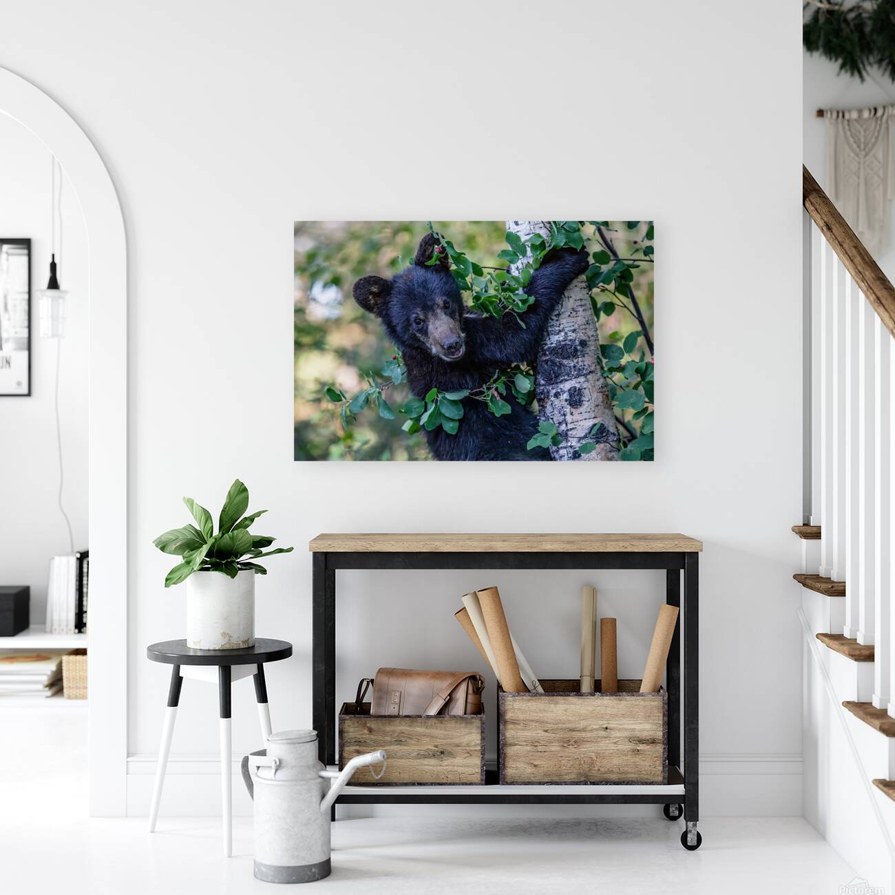 Black Bear Cub 5 Reproduction