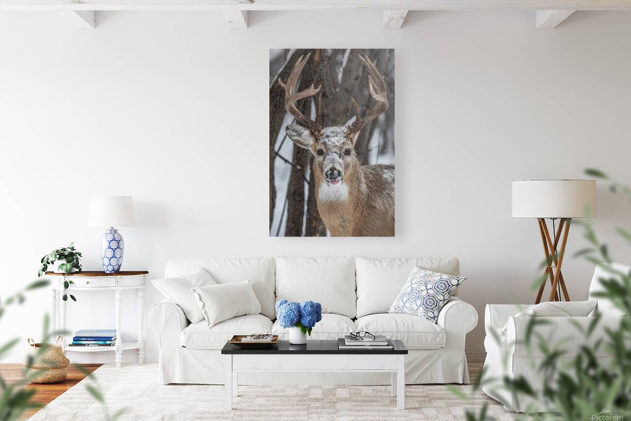 Big Buck Reproduction