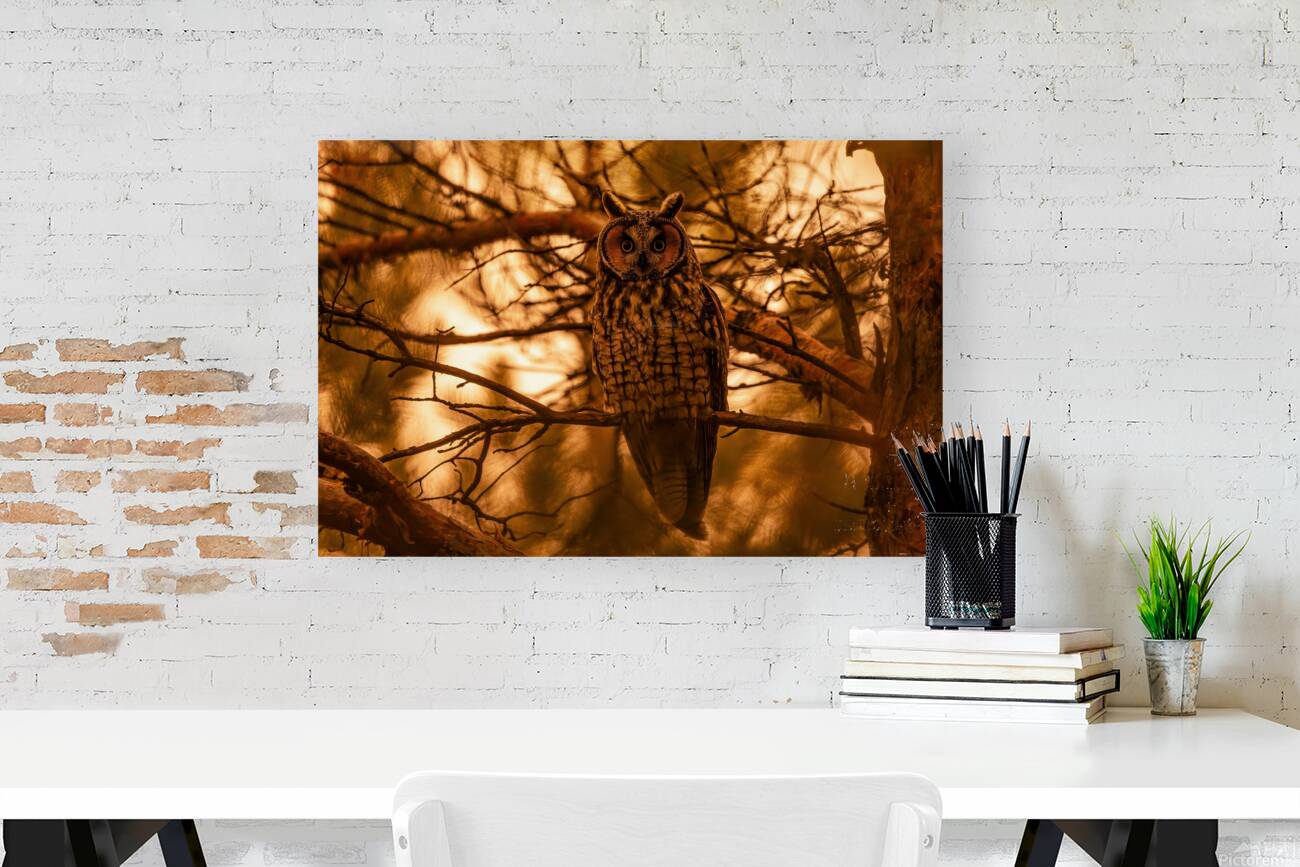 LEO Sunset Reproduction