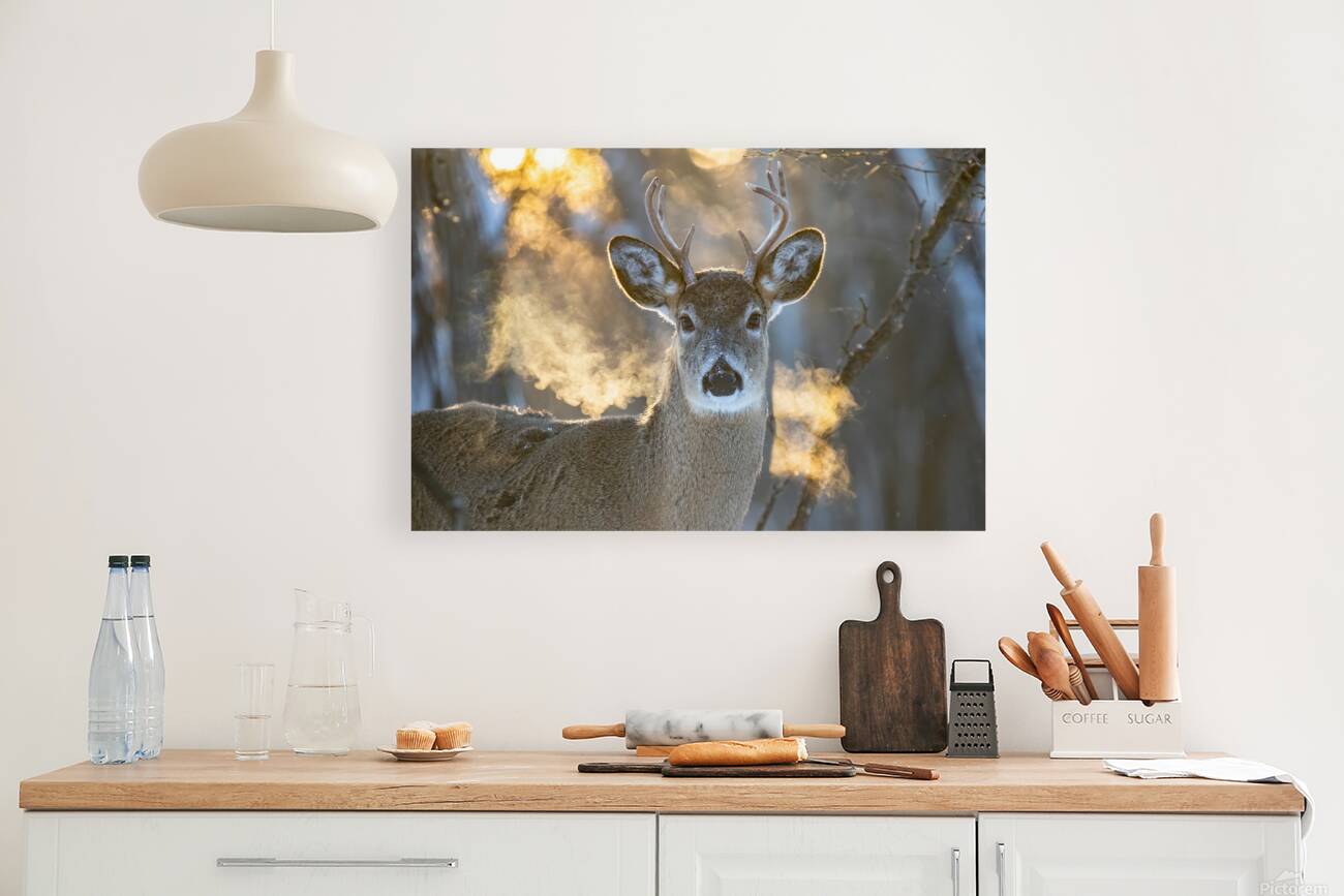 Young Buck Sunset Reproduction