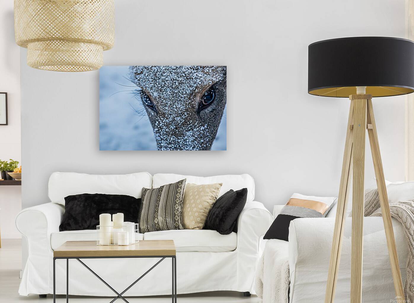 Deer Eye to Eye Reproduction