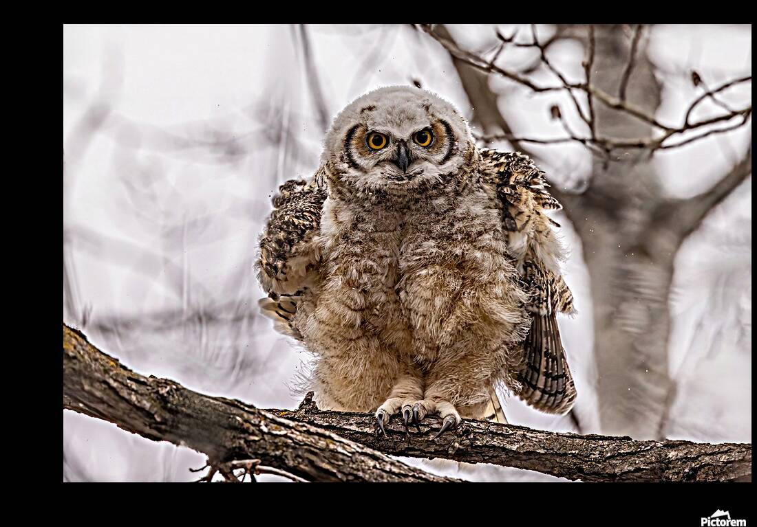 GHOwlet 2 Reproduction