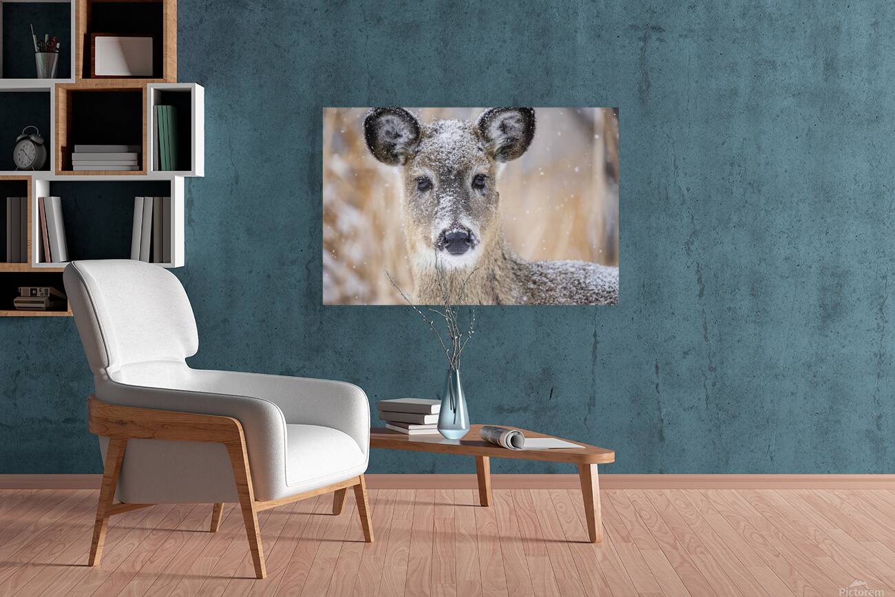 Cute Deer 2 Reproduction