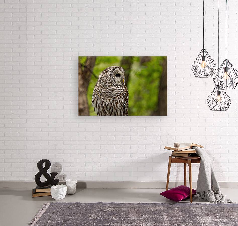 Barred Owl Reproduction