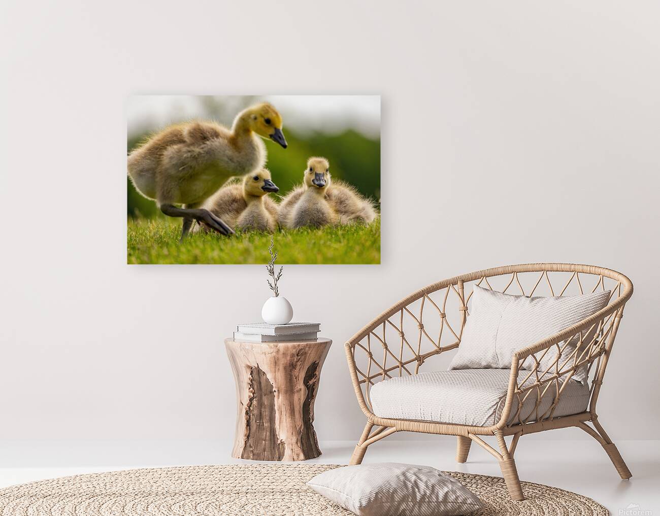 Goslings Reproduction